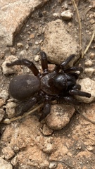 Amblyocarenum walckenaeri