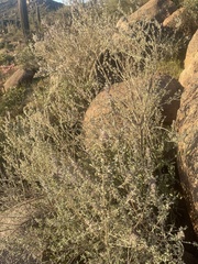 Condea