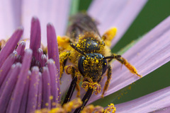 Halictus scabiosae