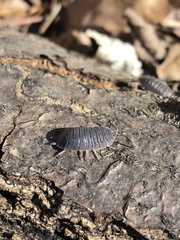 Porcellio scaber