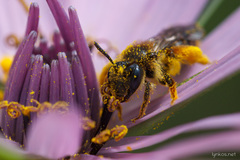 Halictus scabiosae
