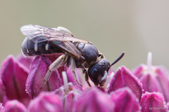 Lasioglossum