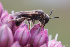 Lasioglossum
