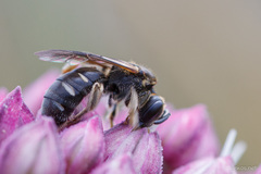 Lasioglossum