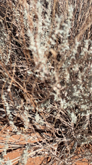 Krascheninnikovia lanata