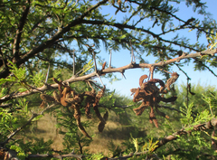 Acacia luederitzii image