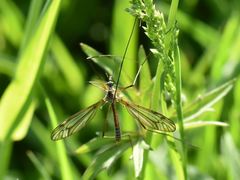 Tipula vernalis