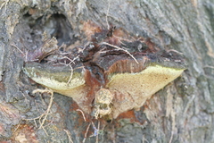 Inocutis tamaricis