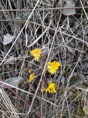 Tussilago farfara