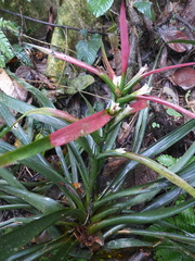 Guzmania wittmackii