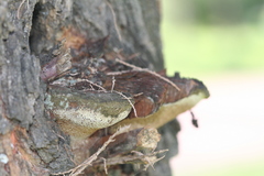 Inocutis tamaricis
