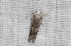 Lichenaula onychotypa