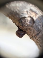 Eulecanium cerasorum