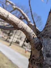 Eulecanium cerasorum