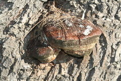 Inocutis tamaricis