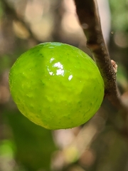 Amphibolips melanocera