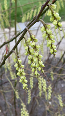 Stachyurus