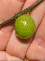 Amphibolips melanocera