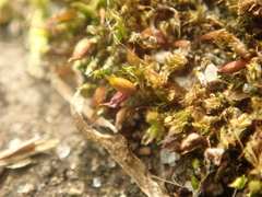 Tortula protobryoides