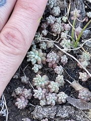 Sedum nuttallii