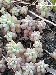 Sedum nuttallii