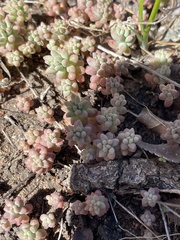 Sedum nuttallii