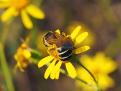 Halictus sexcinctus