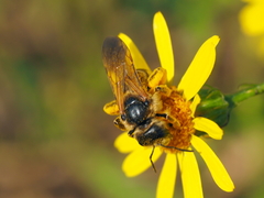 Halictus sexcinctus