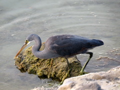 Egretta gularis