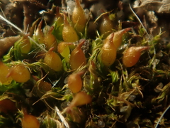 Tortula protobryoides