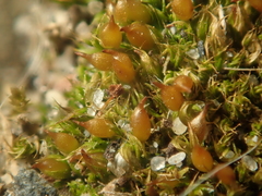 Tortula protobryoides