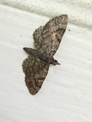 Pasiphila rectangulata