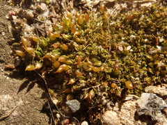 Tortula protobryoides