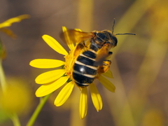 Halictus sexcinctus