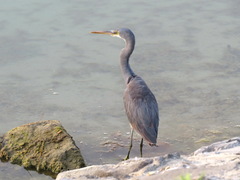 Egretta gularis