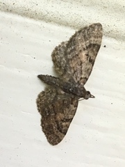 Pasiphila rectangulata