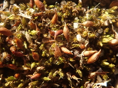 Tortula protobryoides