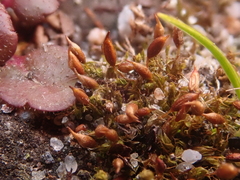 Tortula protobryoides