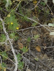 Ajuga chamaepitys