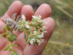 Teucrium polium