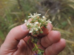 Teucrium polium