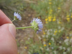 Jasione blepharodon