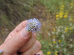 Jasione blepharodon