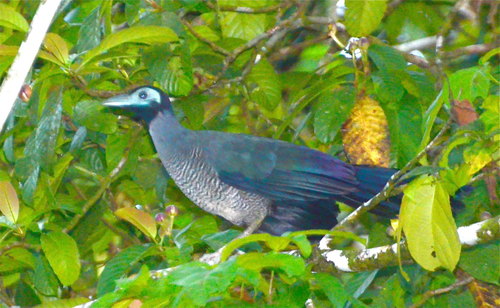 Bornean Ground Cuckoo (Carpococcyx radiceus), photo 10