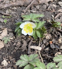 Anemonoides nemorosa