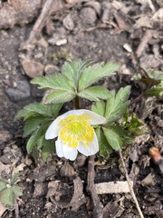 Anemonoides nemorosa