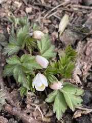 Anemonoides nemorosa