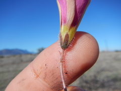 Oxalis adspersa