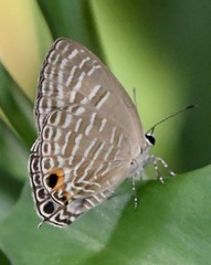 Jamides alecto alocina