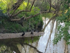 Phalacrocorax carbo